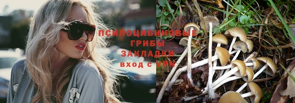 прущие грибы Вязники